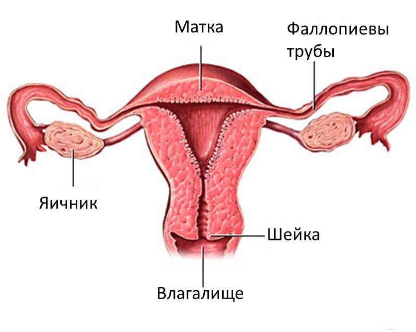 Uterinru